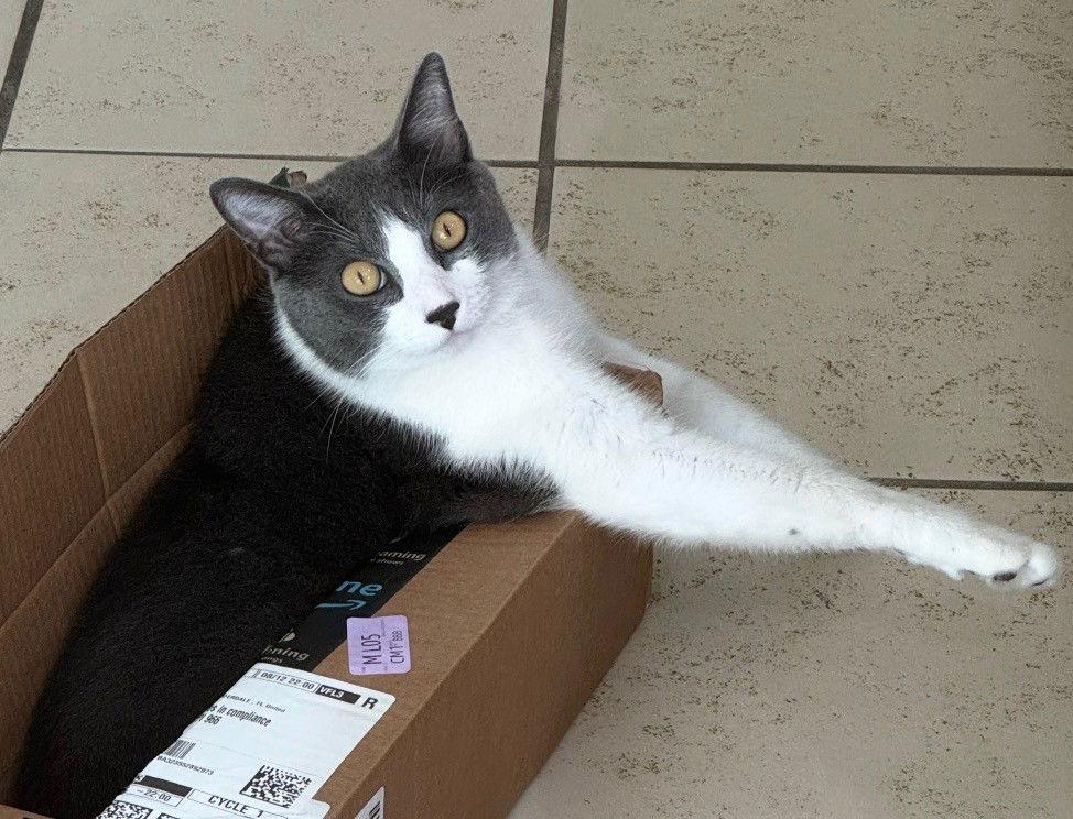 Zeus, Adoptable, Adult Male Domestic Short Hair.