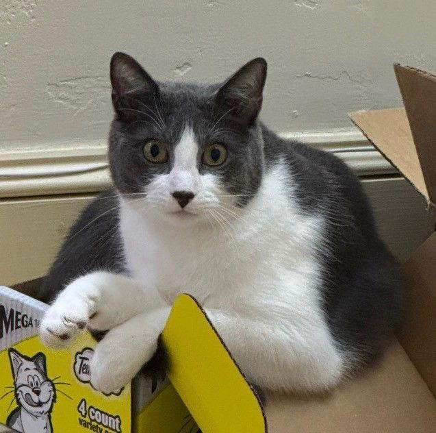 Enlarge Zeus, a Adoptable Domestic Short Hair in Oakland Park, FL image 2/3