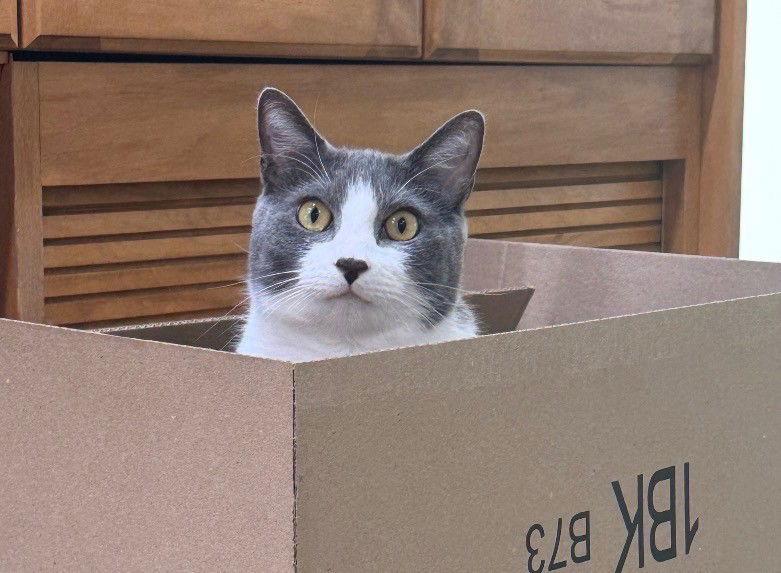 Enlarge Zeus, a Adoptable Domestic Short Hair in Oakland Park, FL image 3/3