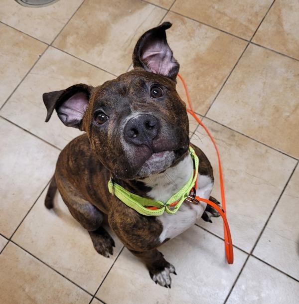 Brownie, Adoptable, Young Male Pit Bull Terrier.