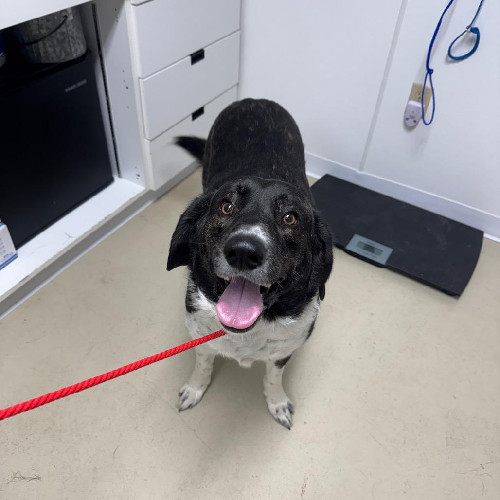 Dixie, Adoptable, Adult Female Great Pyrenees.