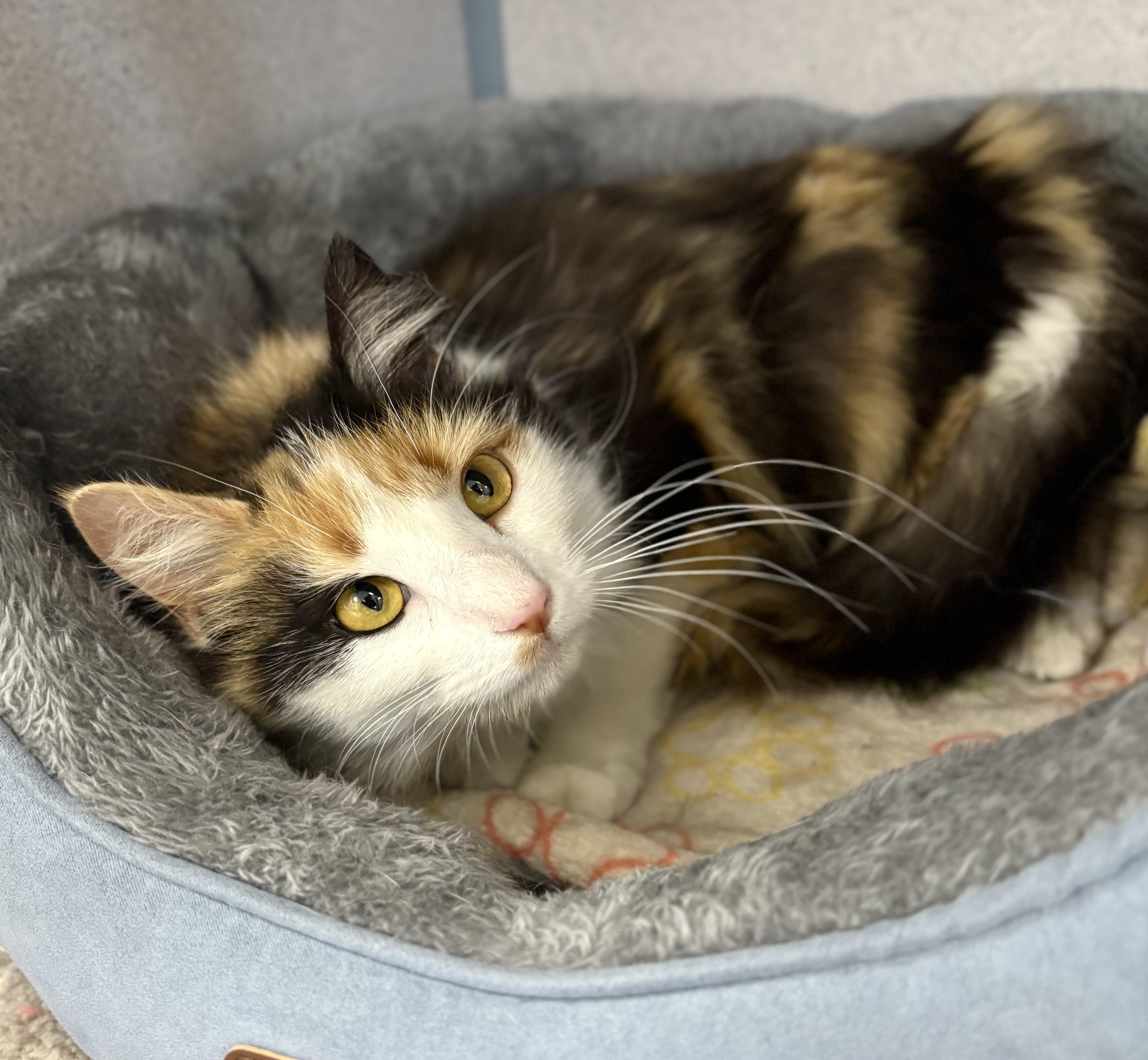Enlarge Molly, a ADOPTABLE Domestic Long Hair in Bardstown, KY image 5/5