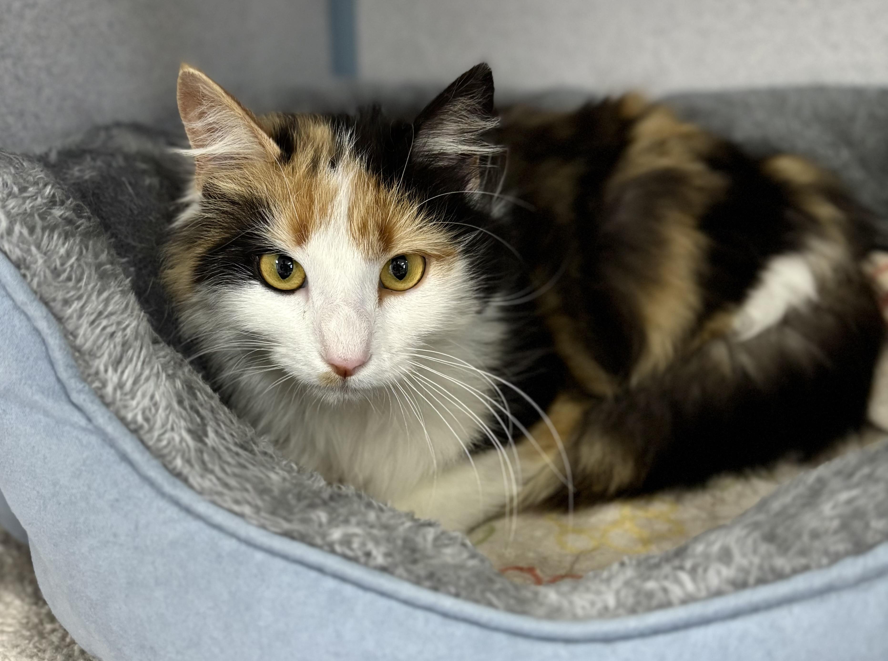 Enlarge Molly, a ADOPTABLE Domestic Long Hair in Bardstown, KY image 3/5