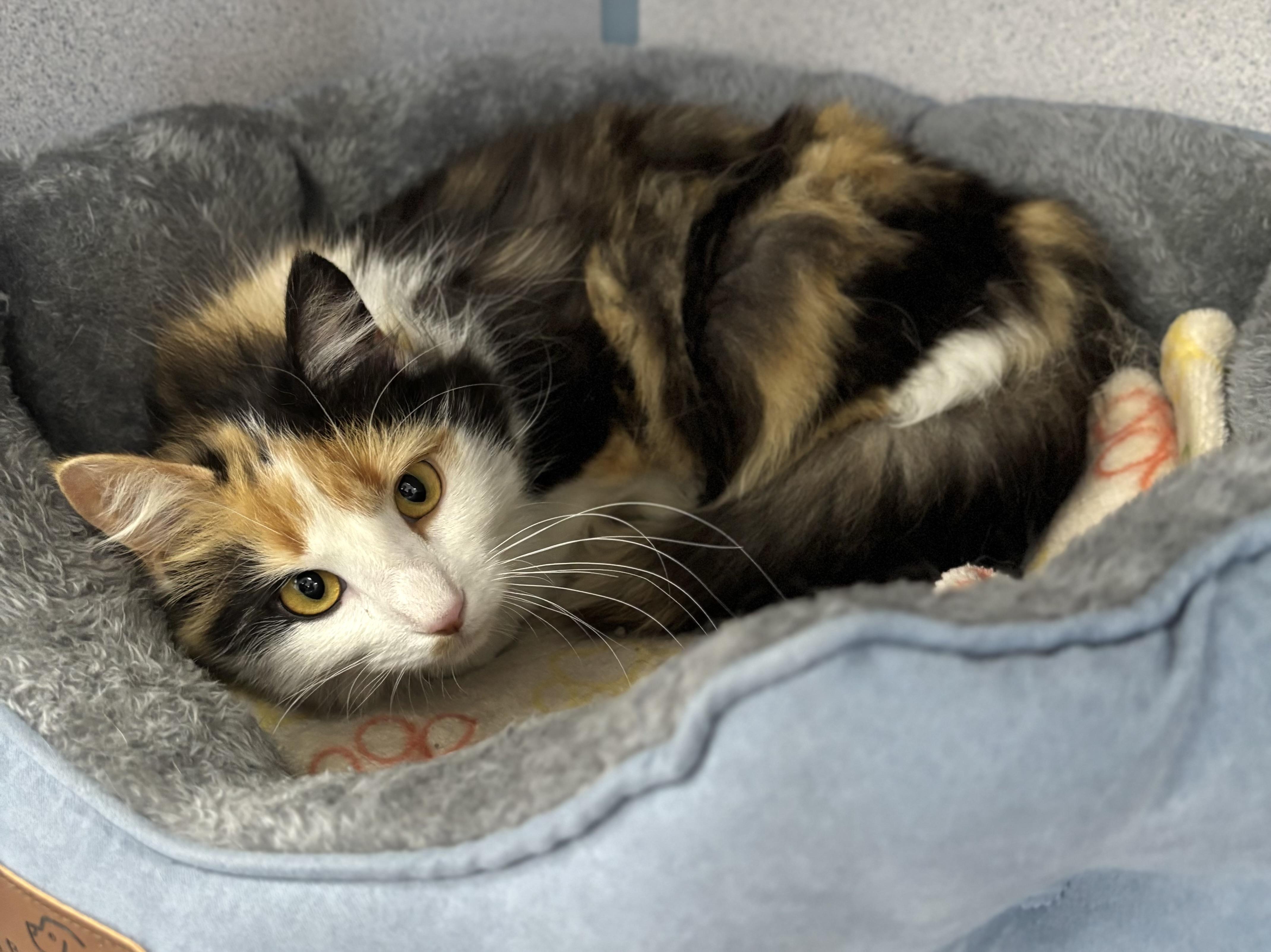 Enlarge Molly, a ADOPTABLE Domestic Long Hair in Bardstown, KY image 2/5
