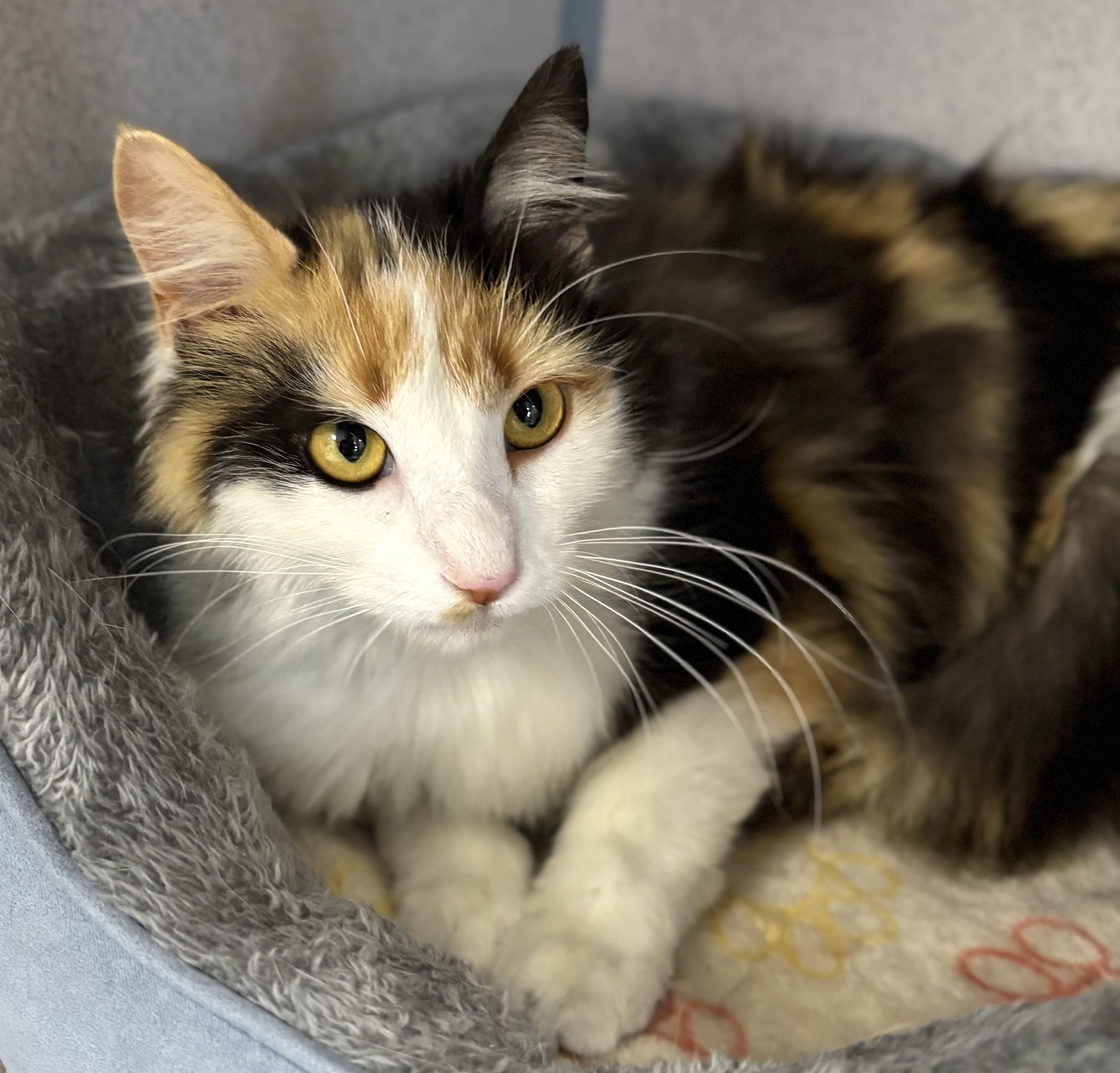Enlarge Molly, a ADOPTABLE Domestic Long Hair in Bardstown, KY image 4/5