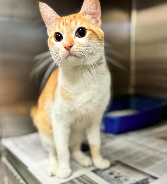 Firefly, a ADOPTABLE Domestic Short Hair in Cicero, IL image 1/2
