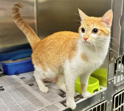 Firefly, a ADOPTABLE Domestic Short Hair in Cicero, IL image 2/2