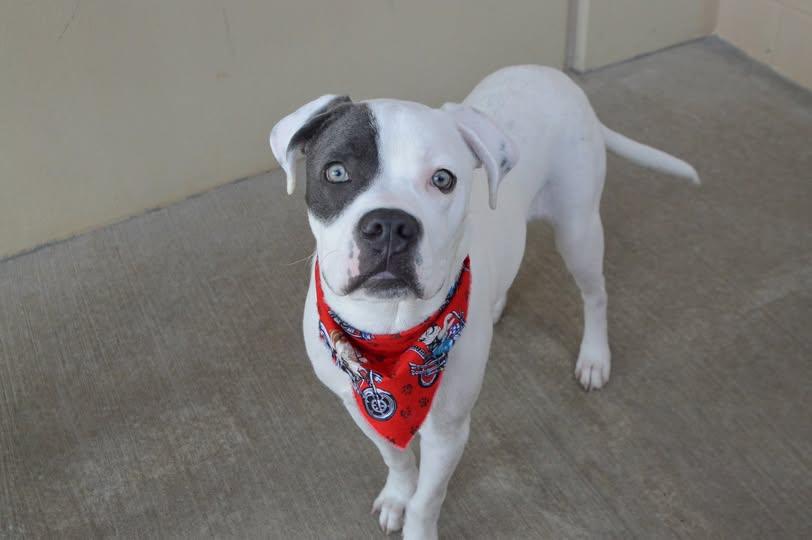Alfie, Adoptable, Young Male Pit Bull Terrier.