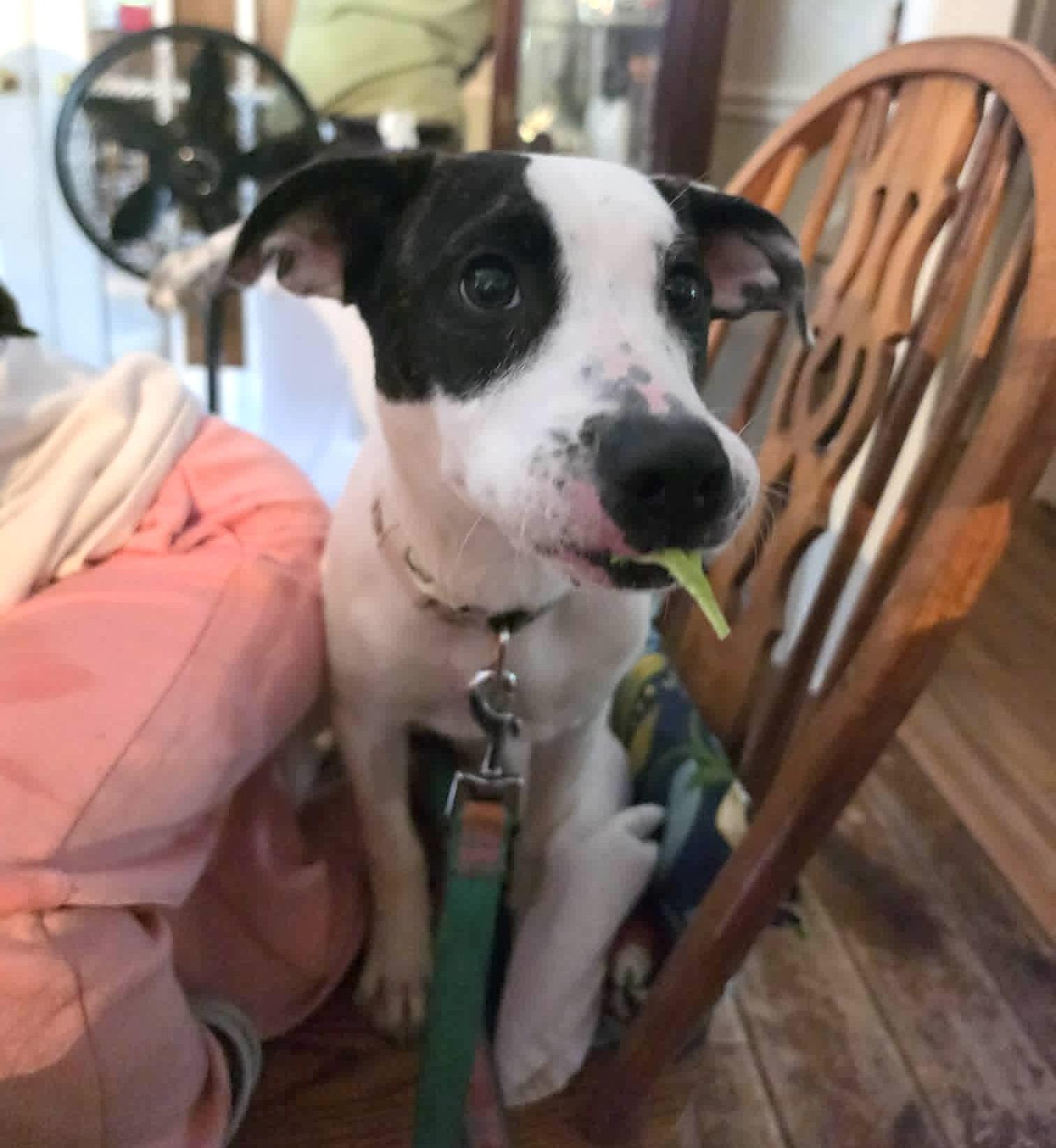 Enlarge Vakita, an adoptable mixed breed in Worcester, MA image 3/6