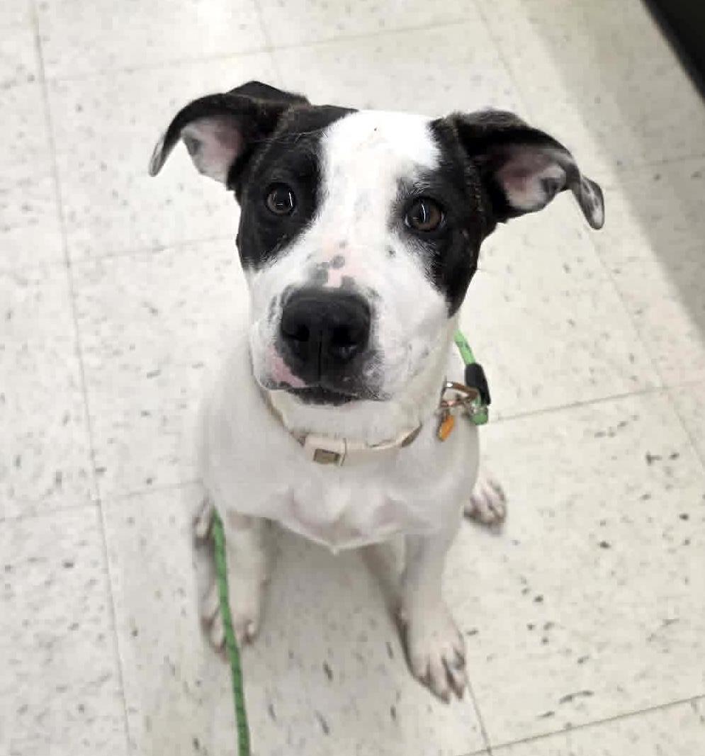 Enlarge Vakita, an adoptable mixed breed in Worcester, MA image 2/6