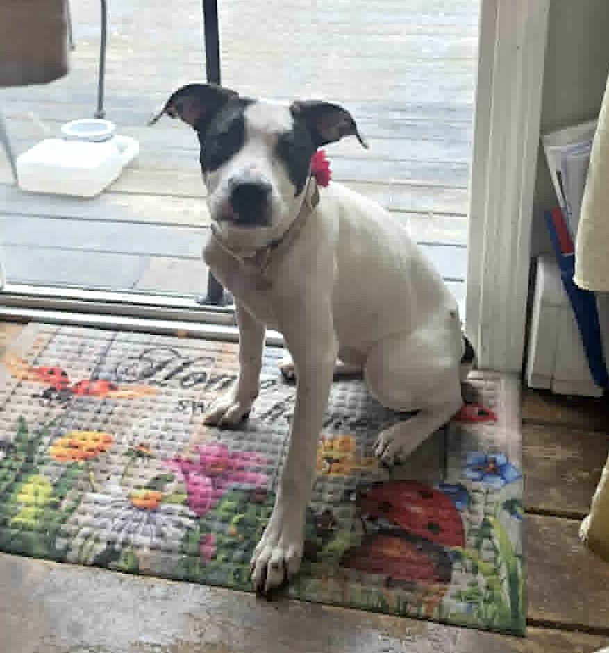 Enlarge Vakita, an adoptable mixed breed in Worcester, MA image 5/6