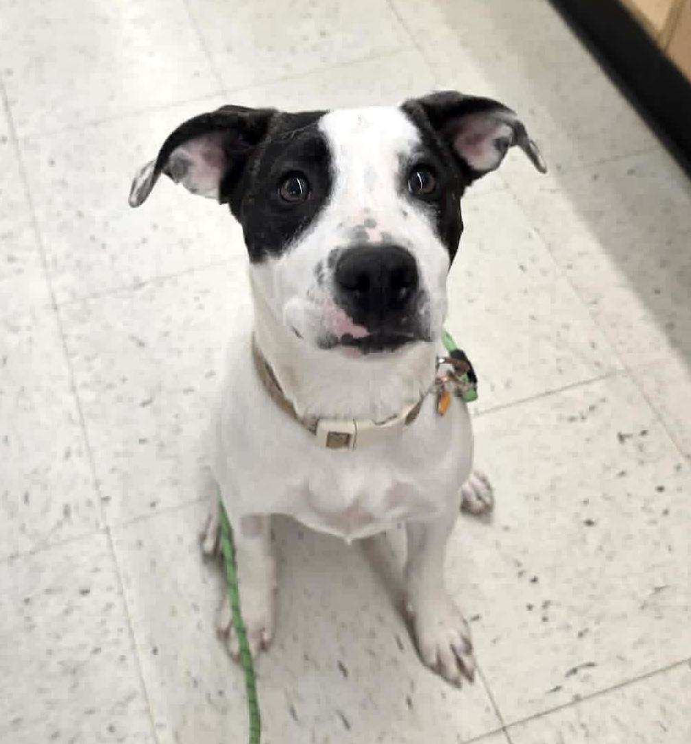 Enlarge Vakita, an adoptable mixed breed in Worcester, MA image 1/6