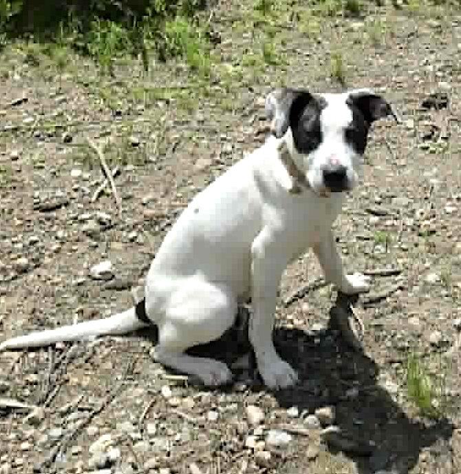 Enlarge Vakita, an adoptable mixed breed in Worcester, MA image 6/6