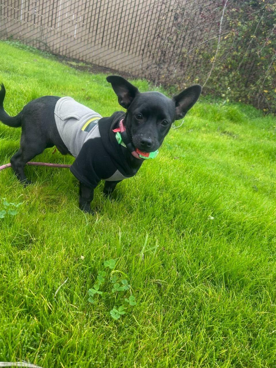 Enlarge Ozzy, a ADOPTABLE mixed breed in San Rafael, CA image 1/6