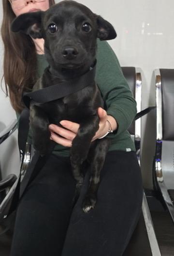 Enlarge Ozzy, a ADOPTABLE mixed breed in San Rafael, CA image 3/6