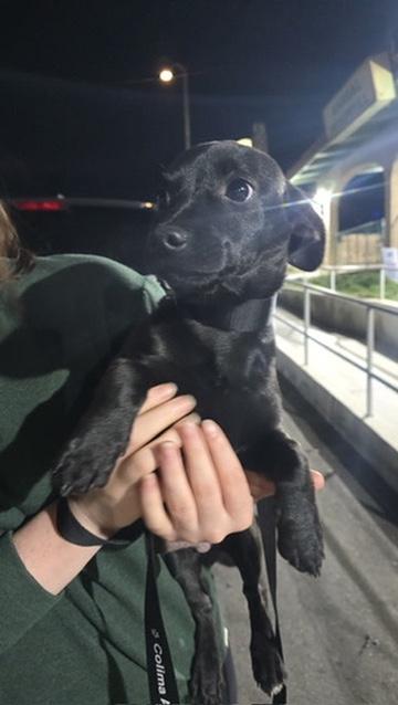 Enlarge Ozzy, a ADOPTABLE mixed breed in San Rafael, CA image 4/6