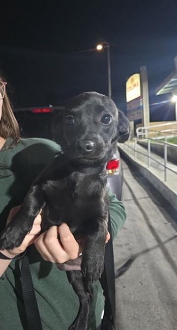 Enlarge Ozzy, a ADOPTABLE mixed breed in San Rafael, CA image 5/6