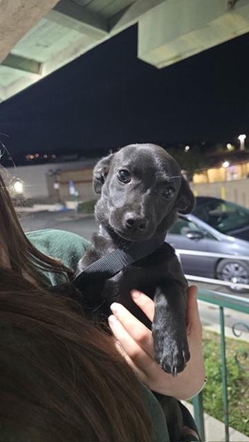 Enlarge Ozzy, a ADOPTABLE mixed breed in San Rafael, CA image 6/6