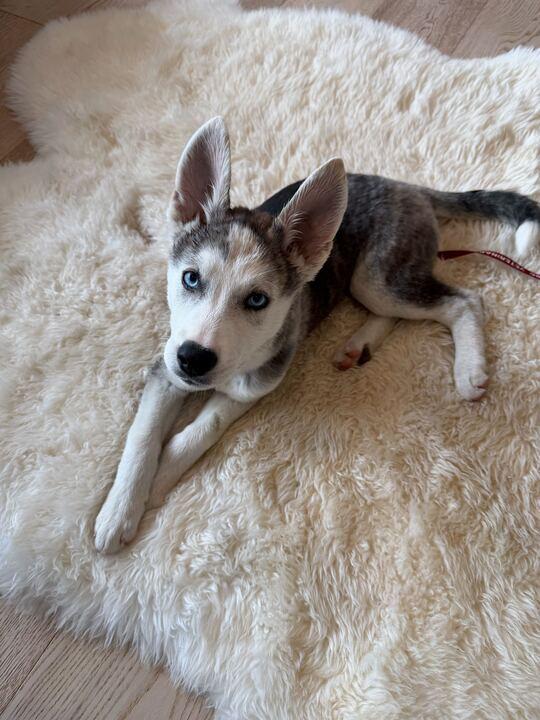 Enlarge Ozzy, a ADOPTABLE mixed breed in San Rafael, CA image 2/6