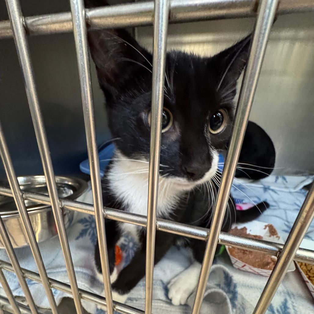 Enlarge Garnet, a Adoptable American Shorthair in Perkiomenville, PA image 1/1