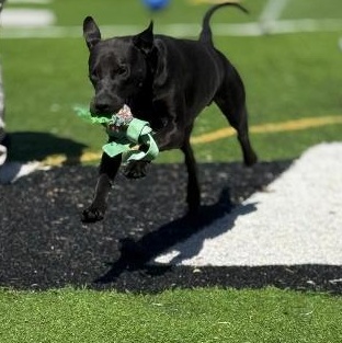 RickyBobby, a ADOPTABLE mixed breed in Ulysses, KS image 4/4