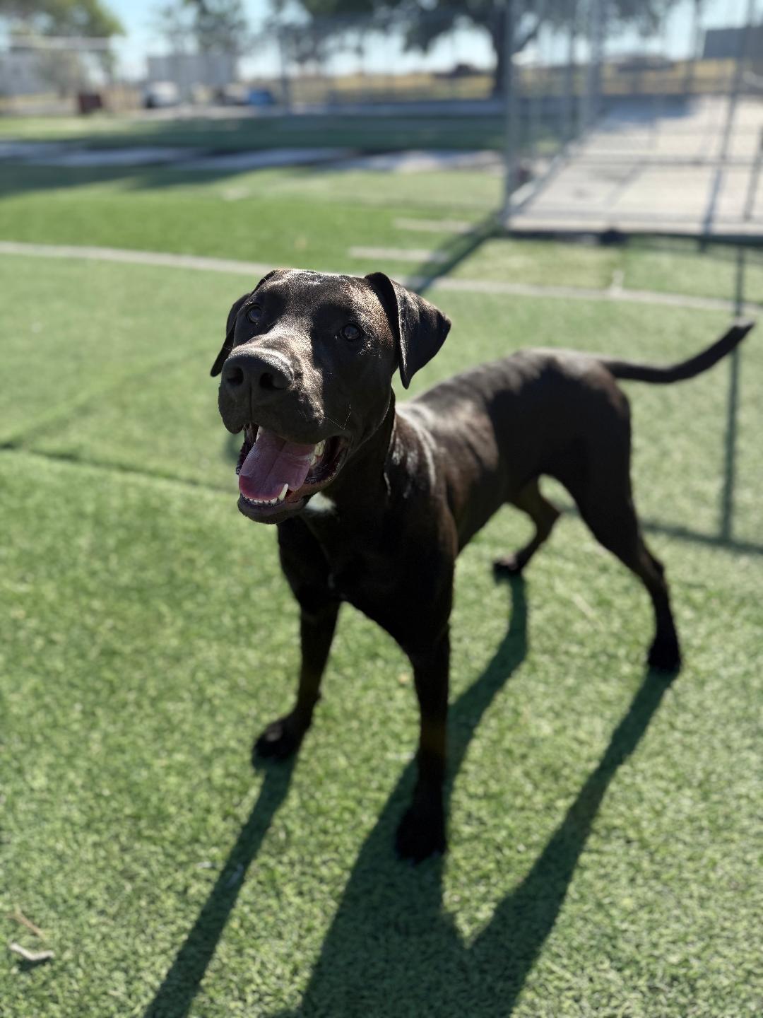 Enlarge RickyBobby, a ADOPTABLE mixed breed in Ulysses, KS image 1/2