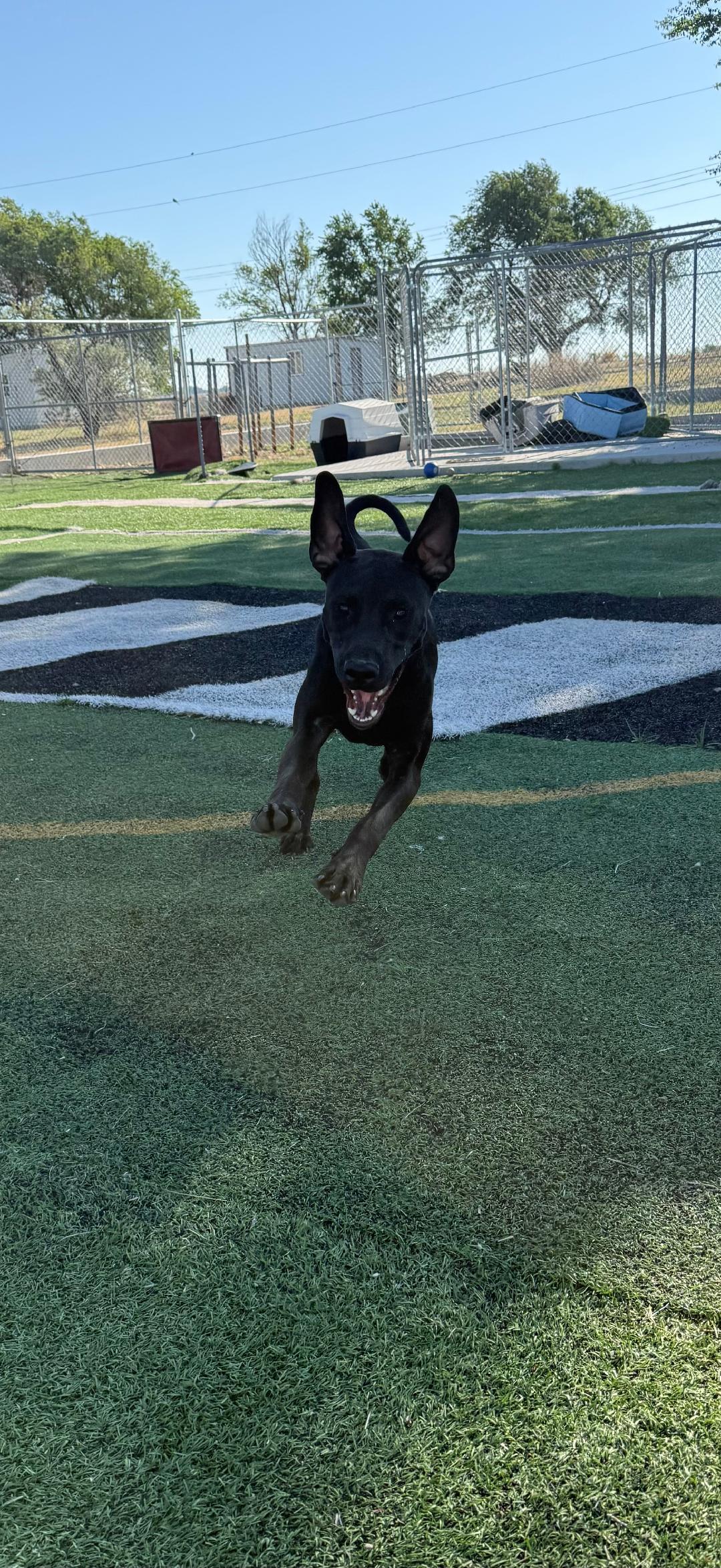 Enlarge RickyBobby, a ADOPTABLE mixed breed in Ulysses, KS image 2/2