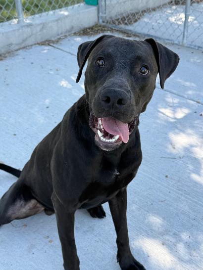 RickyBobby, ADOPTABLE, Young Male Great Dane & Labrador Retriever.