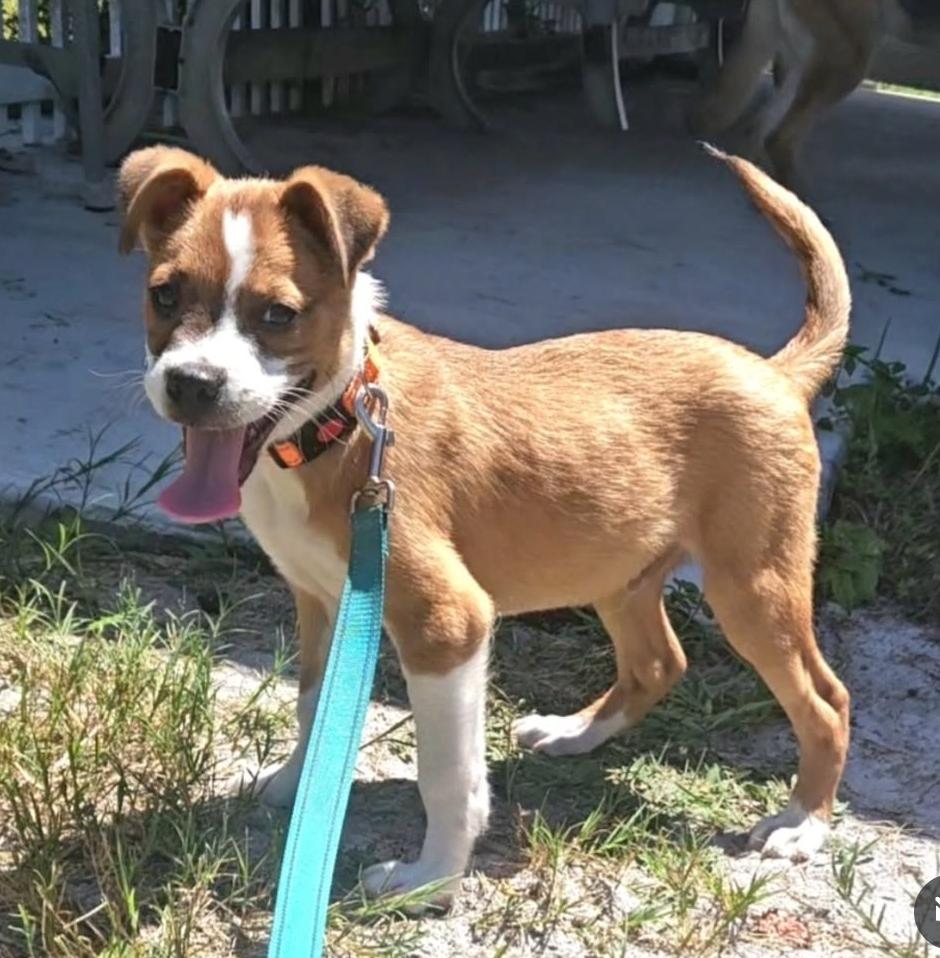 Curry, Adopted, Puppy Male Boxer & Beagle.