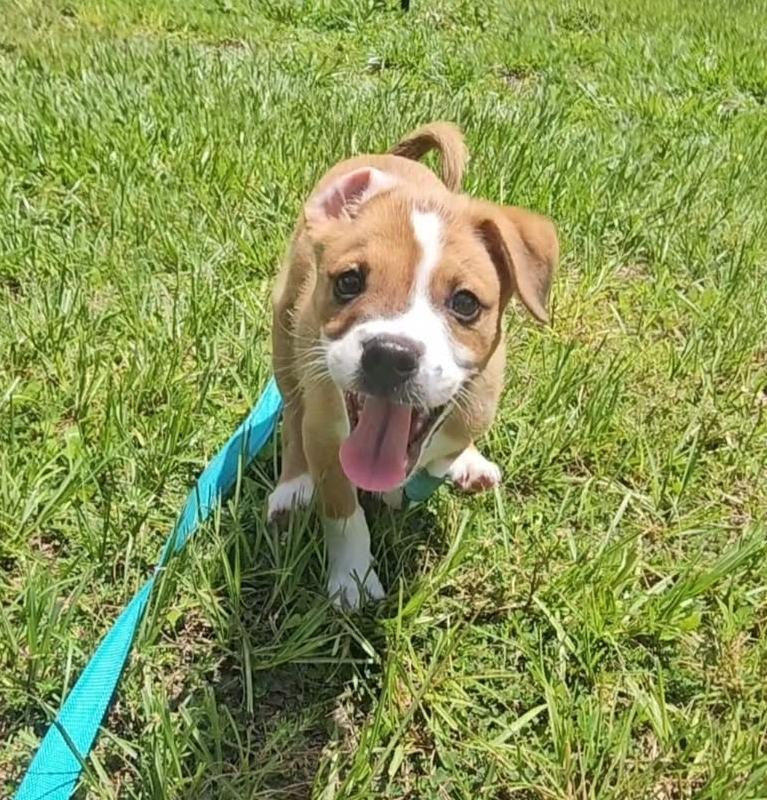 Curry, a Adopted mixed breed in Fort Myers, FL image 2/3