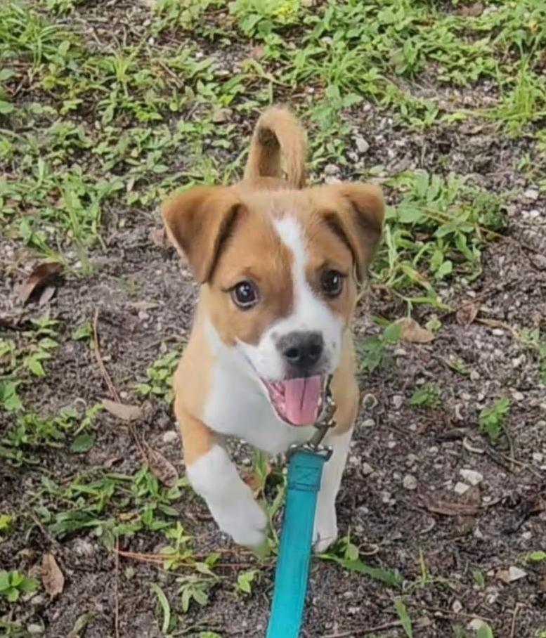 Curry, a Adopted mixed breed in Fort Myers, FL image 3/3