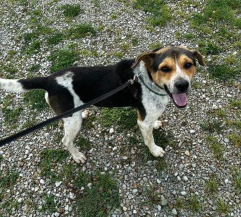Enlarge ACE, a Adoptable mixed breed in Carroll, OH image 1/1