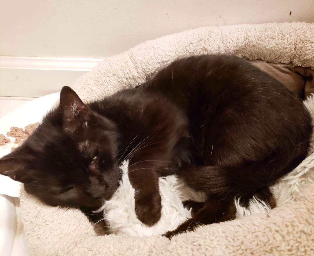 Feddy, a Adoptable Domestic Short Hair in Stevensville, MD image 1/12