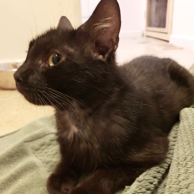 Feddy, a Adoptable Domestic Short Hair in Stevensville, MD image 2/12