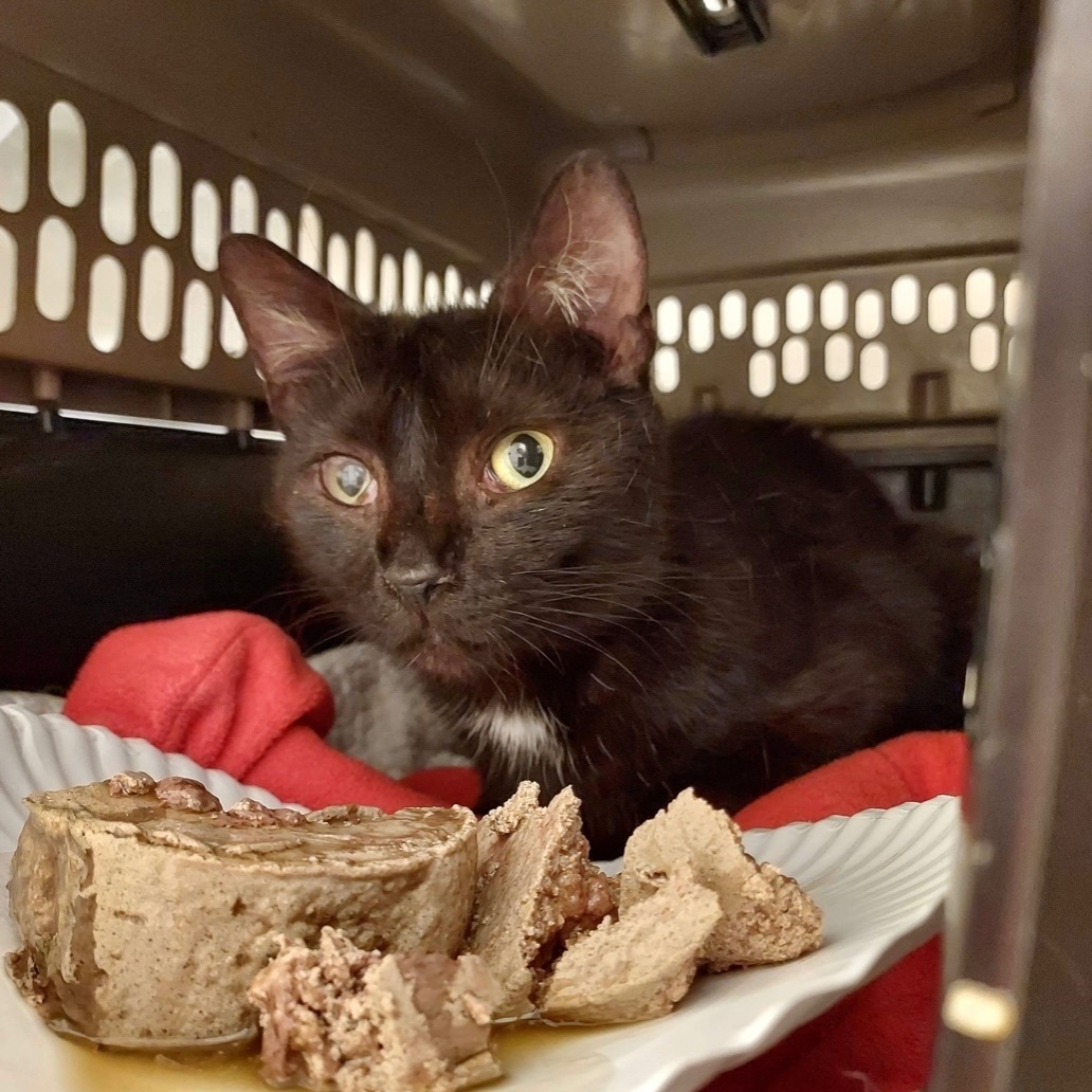 Feddy, a Adoptable Domestic Short Hair in Stevensville, MD image 3/12