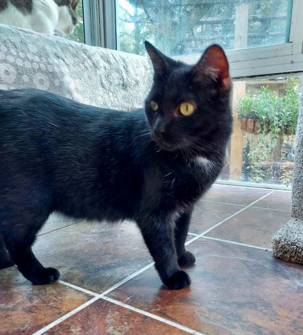 Feddy, a Adoptable Domestic Short Hair in Stevensville, MD image 4/12