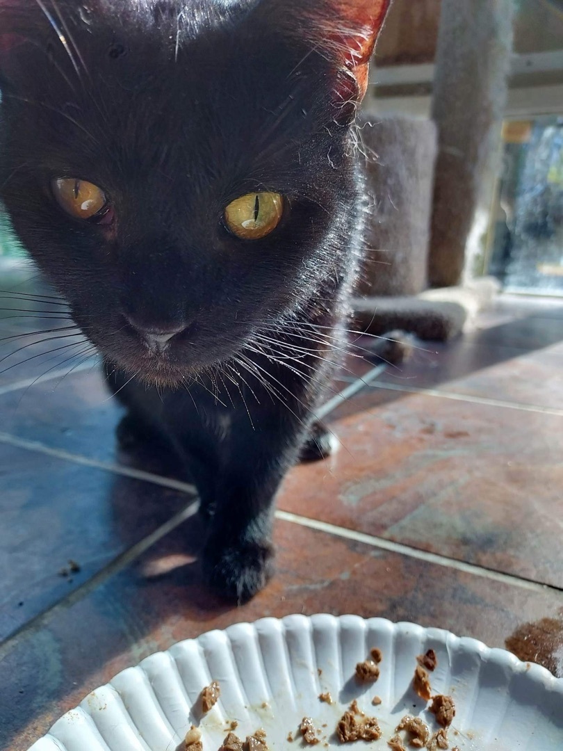 Feddy, a Adoptable Domestic Short Hair in Stevensville, MD image 5/12