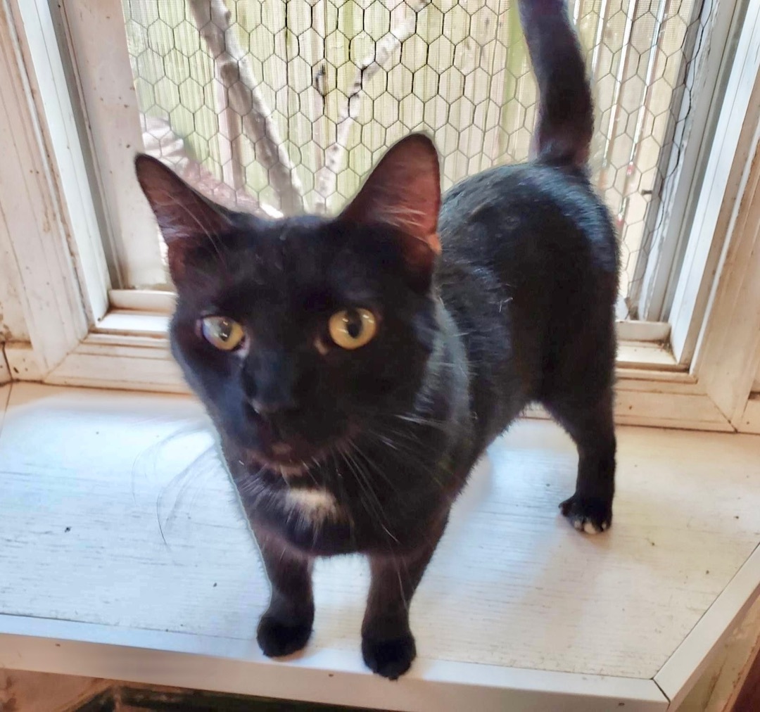 Feddy, a Adoptable Domestic Short Hair in Stevensville, MD image 6/12