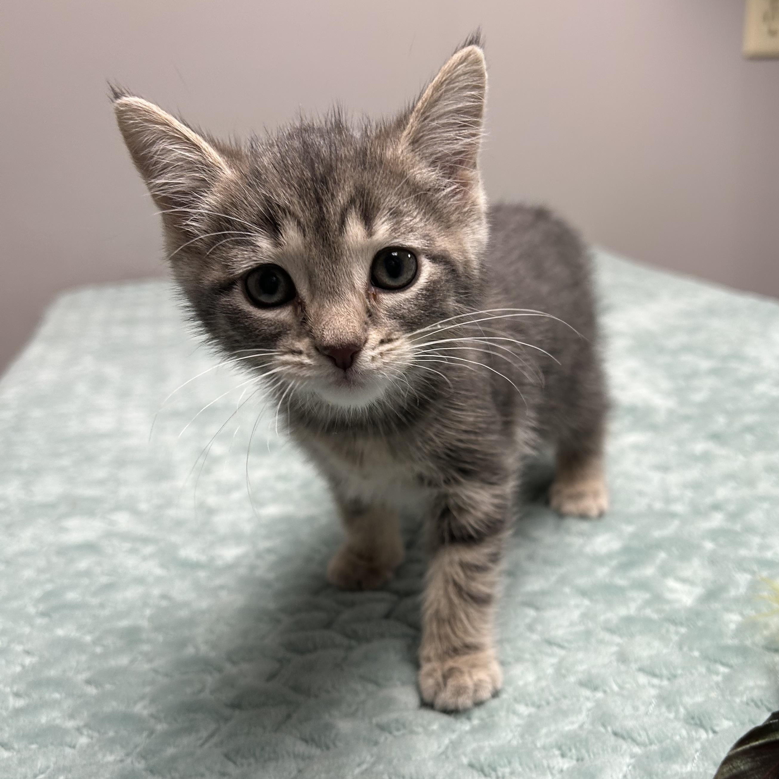 Addison, a Adoptable Domestic Short Hair in Walker, MI image 3/5