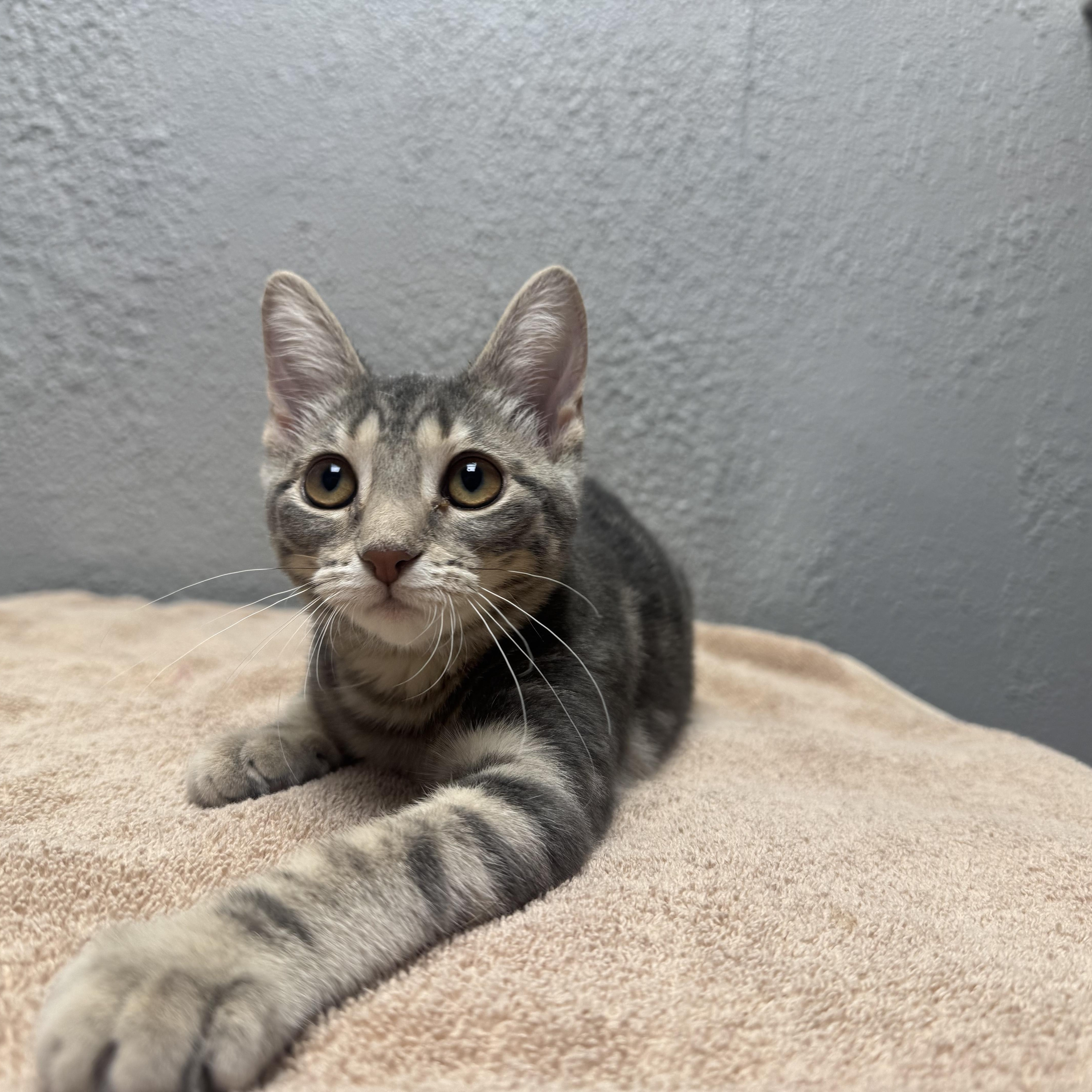 Enlarge Addison, a Adoptable Domestic Short Hair in Walker, MI image 6/6