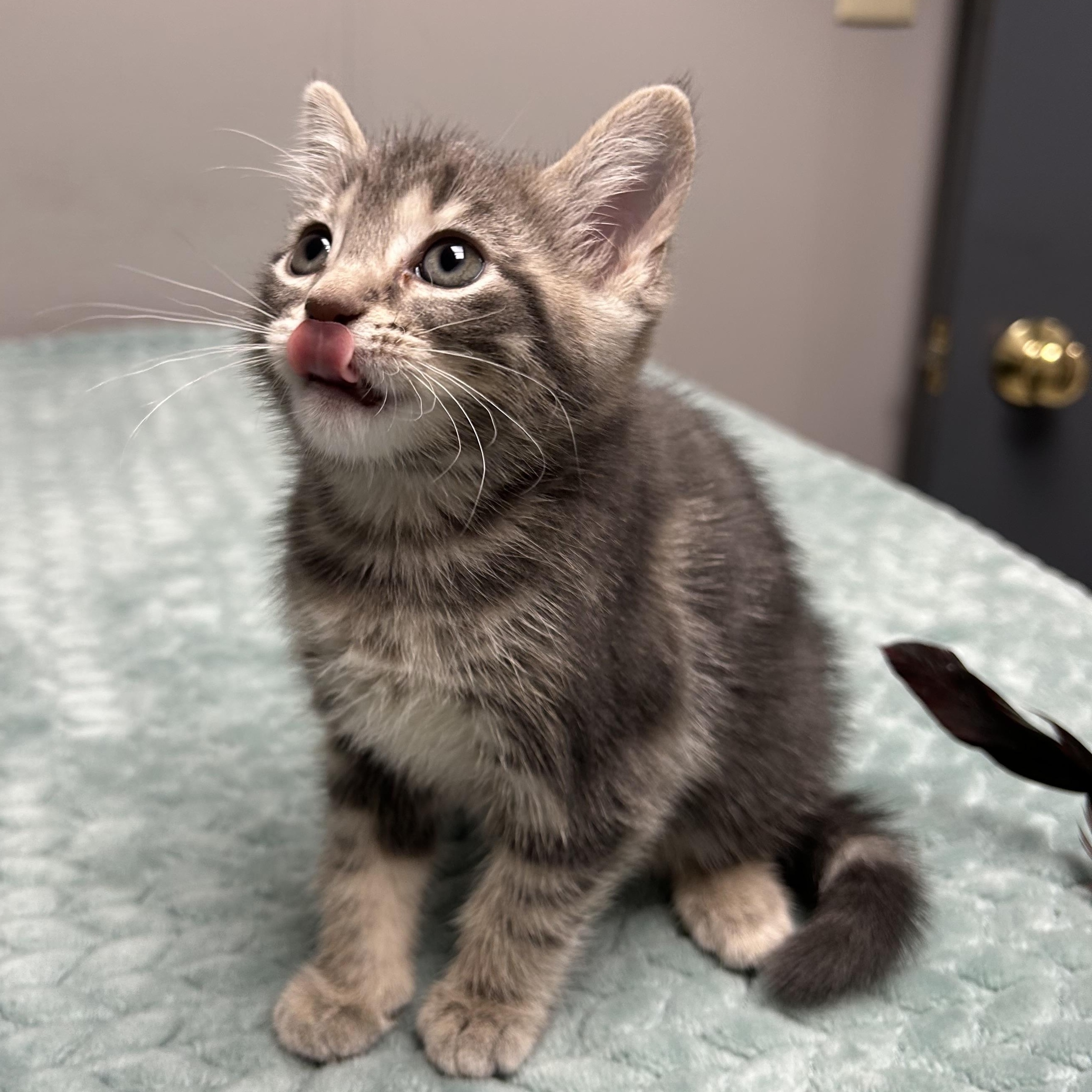 Addison, a Adoptable Domestic Short Hair in Walker, MI image 5/5