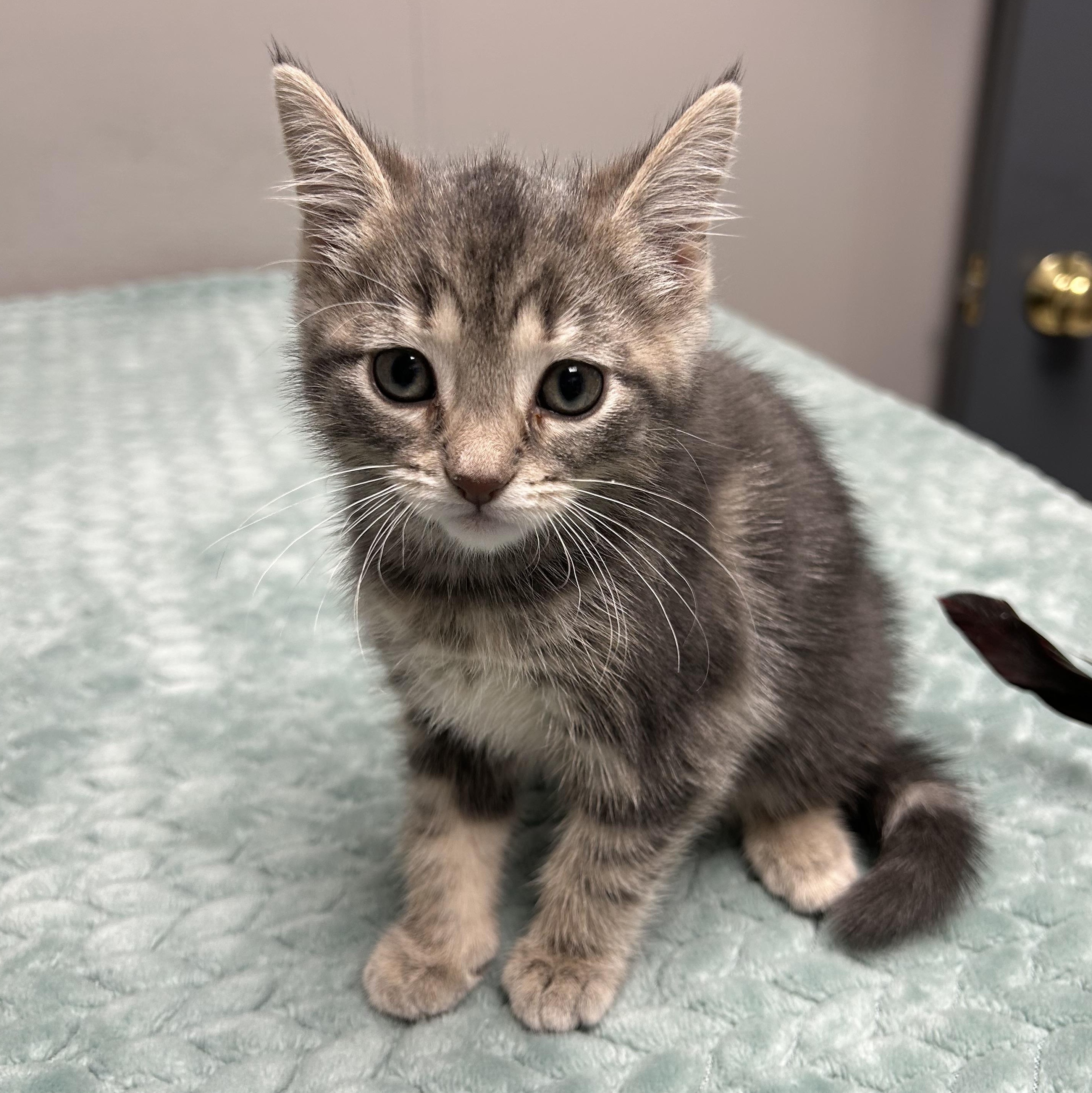 Addison, a Adoptable Domestic Short Hair in Walker, MI image 2/5