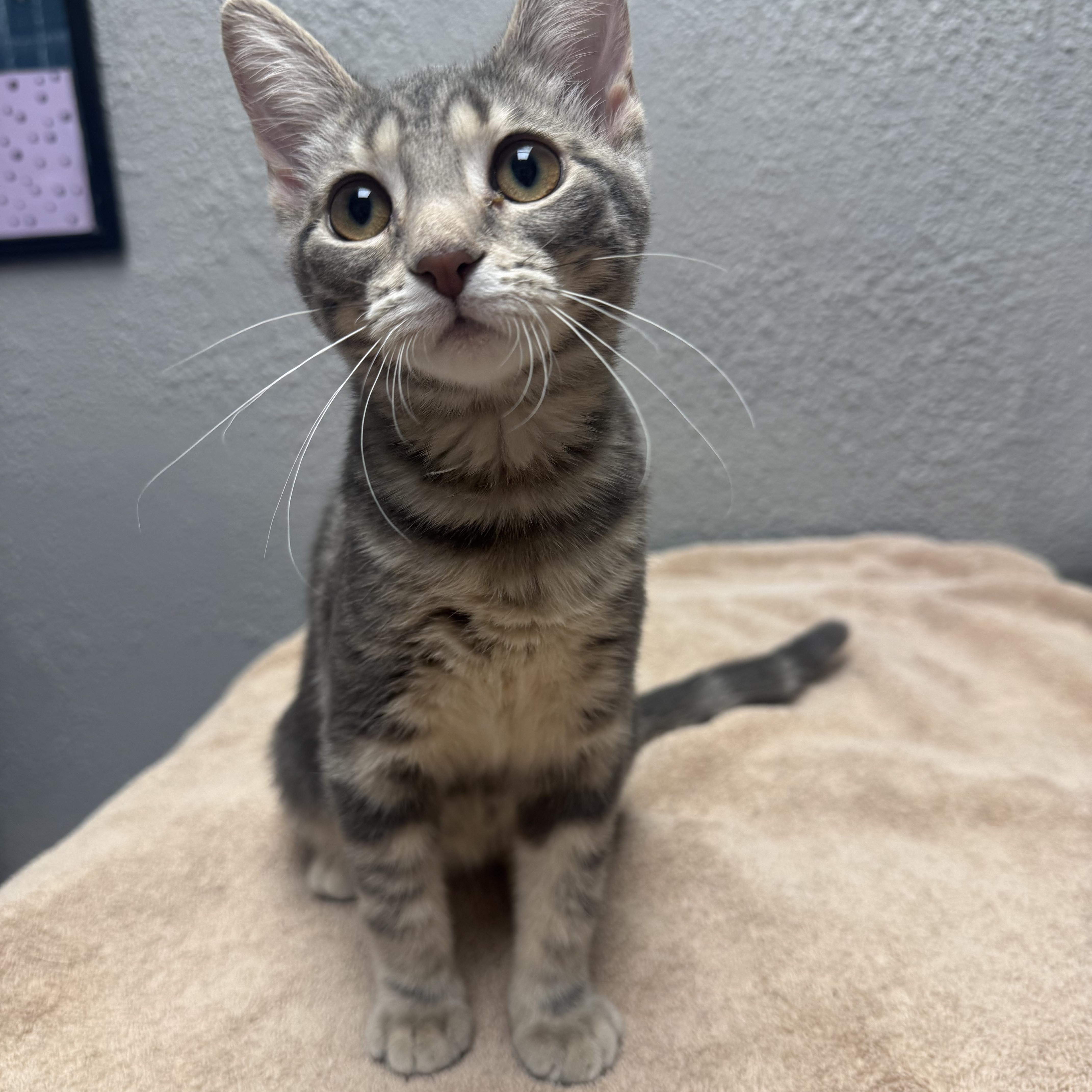 Enlarge Addison, a Adoptable Domestic Short Hair in Walker, MI image 4/6