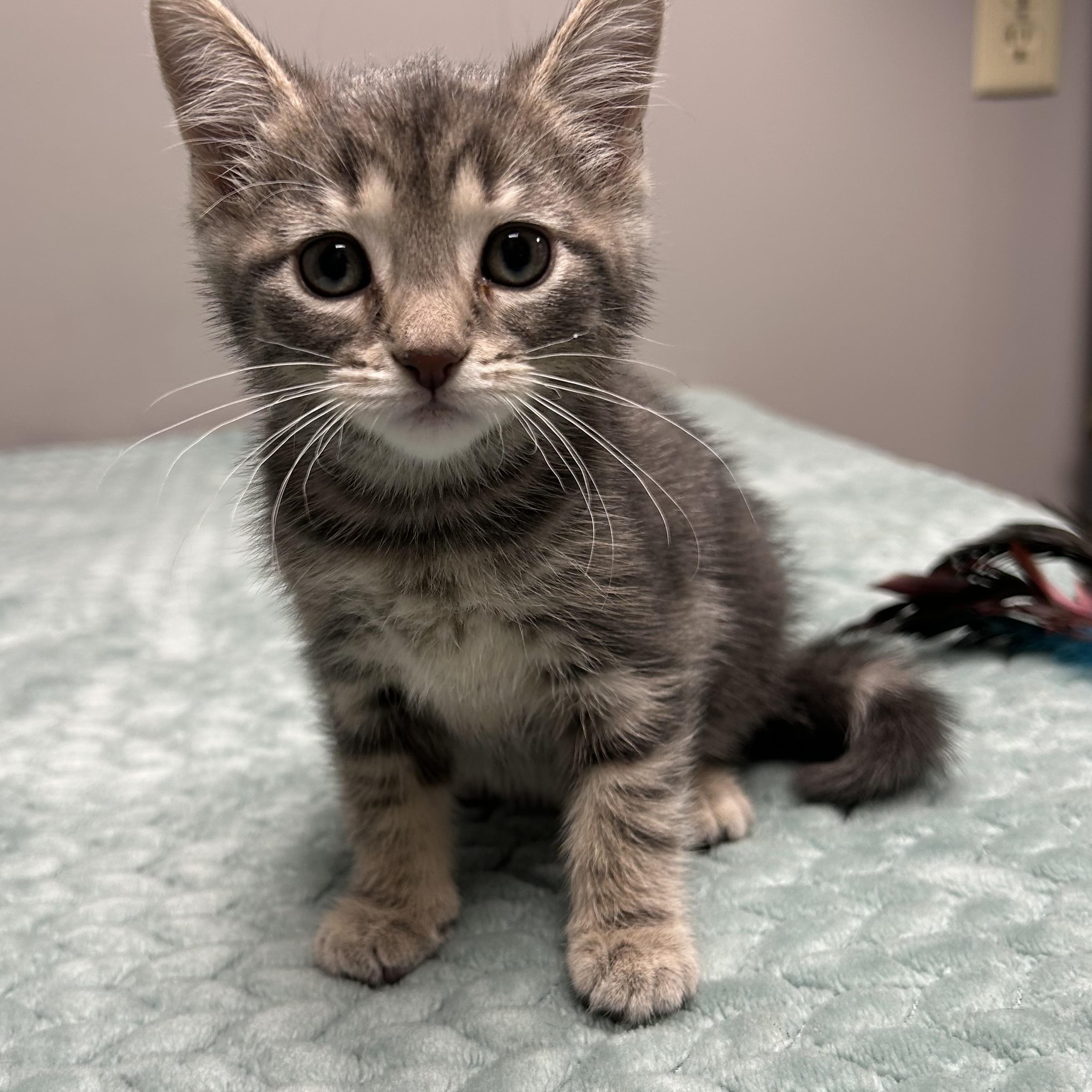Addison, Adoptable, Kitten Female Domestic Short Hair.