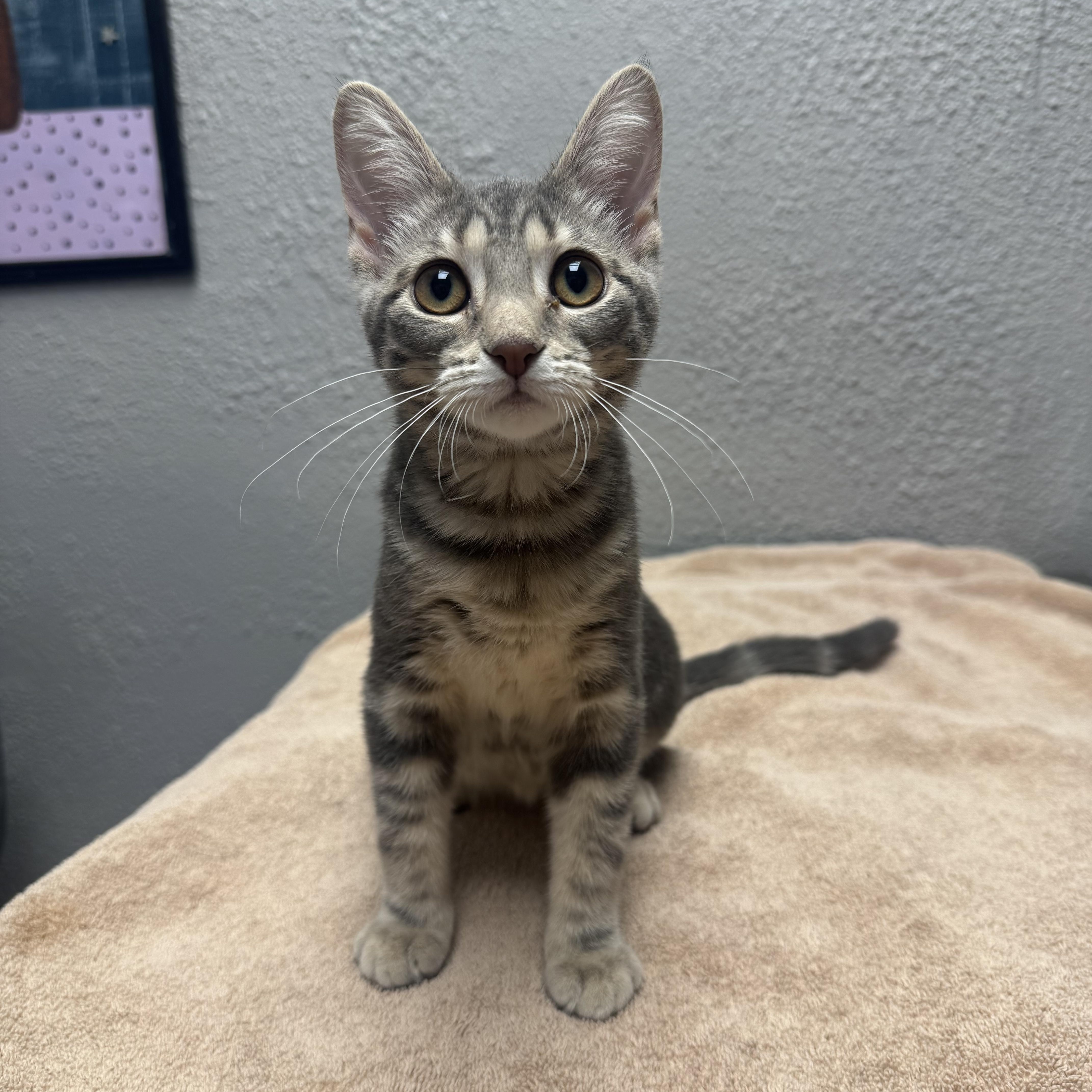 Enlarge Addison, a Adoptable Domestic Short Hair in Walker, MI image 3/6