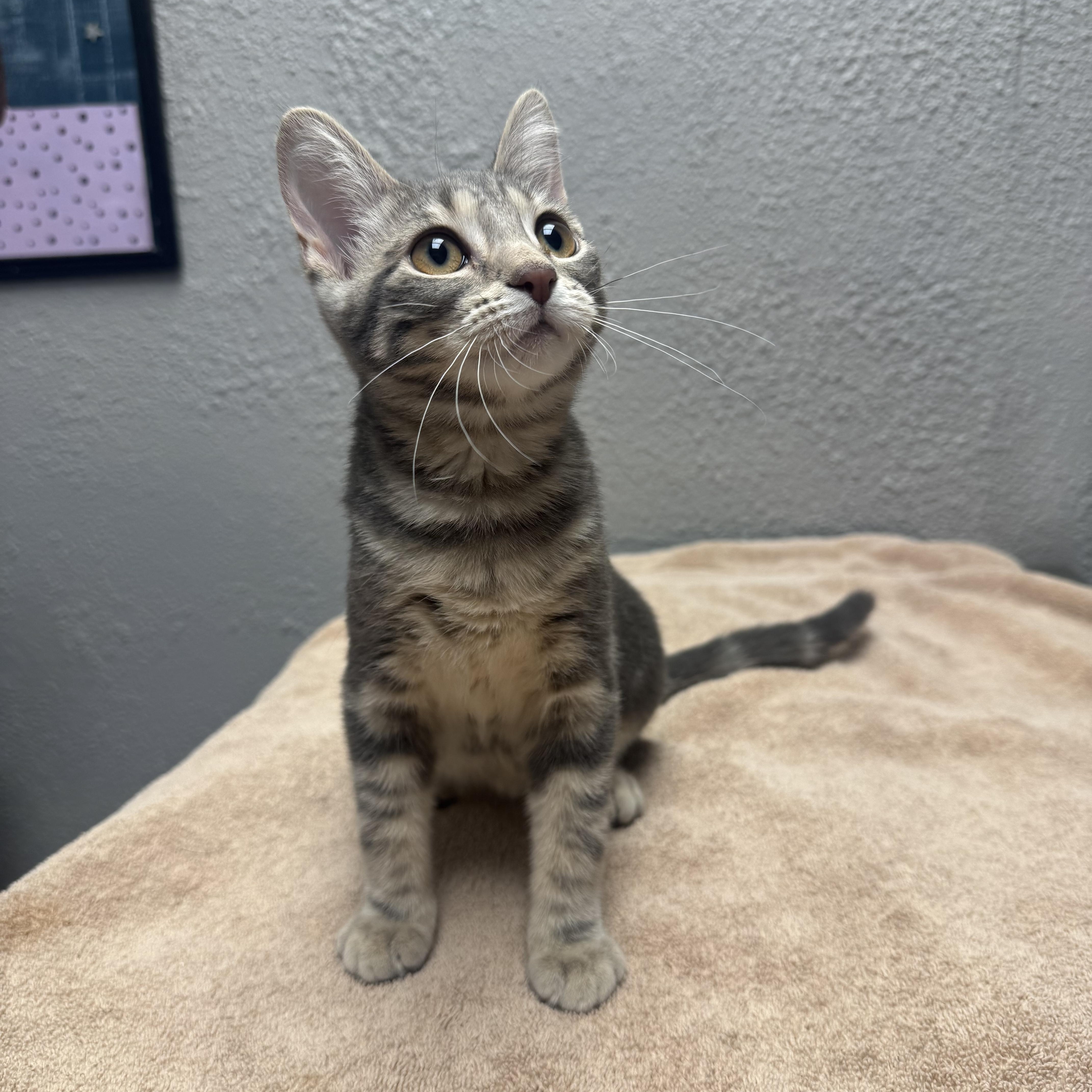 Enlarge Addison, a Adoptable Domestic Short Hair in Walker, MI image 2/6