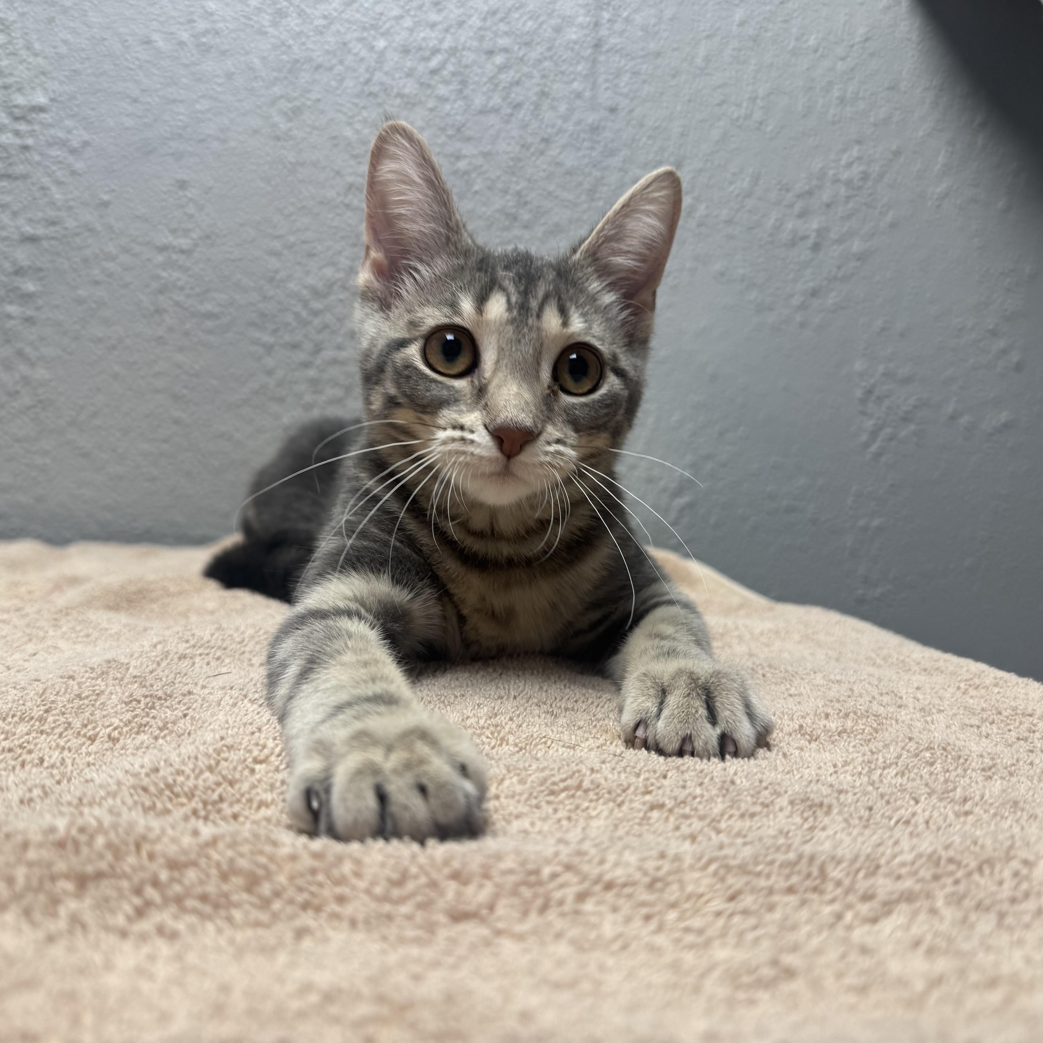 Enlarge Addison, a Adoptable Domestic Short Hair in Walker, MI image 1/6