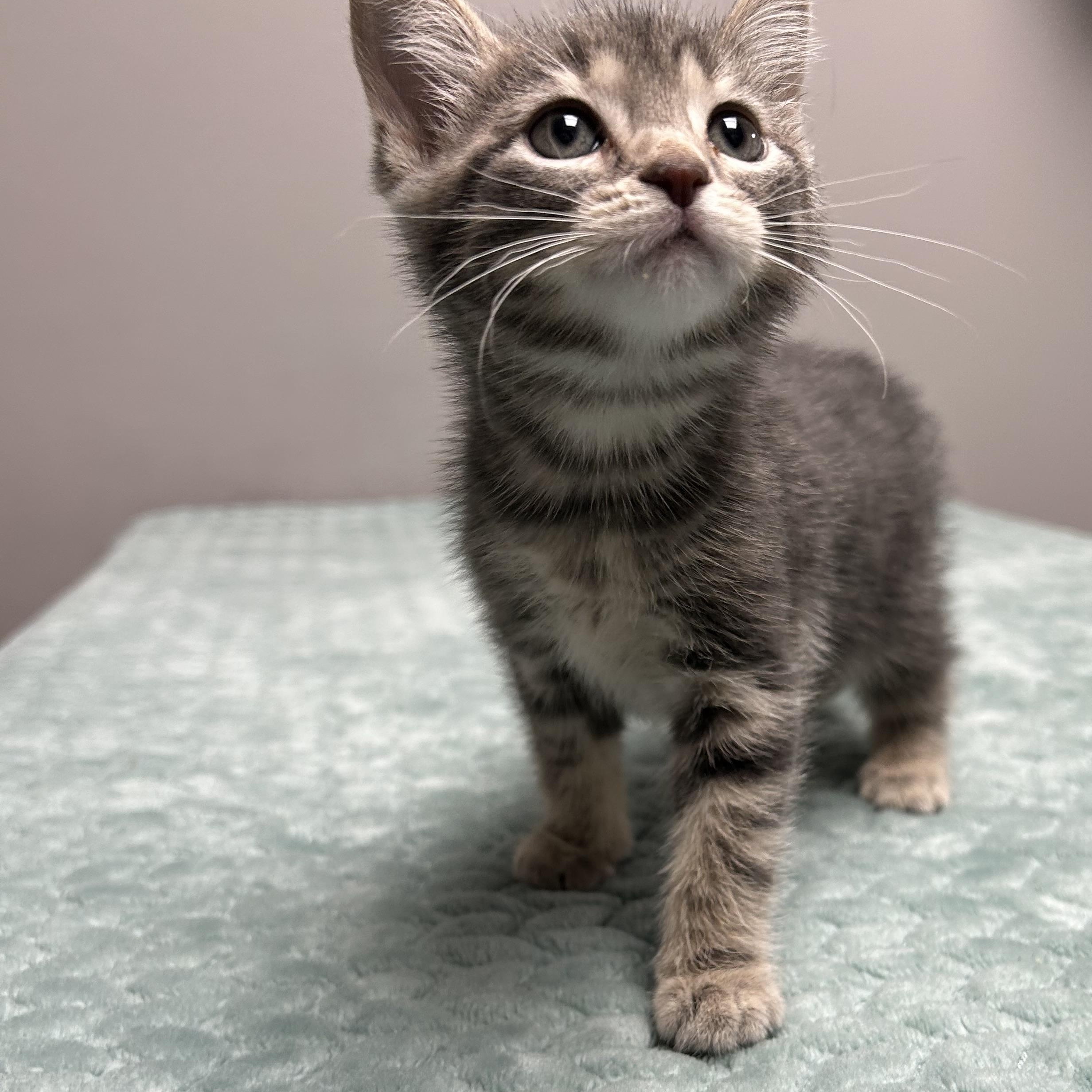 Addison, a Adoptable Domestic Short Hair in Walker, MI image 4/5