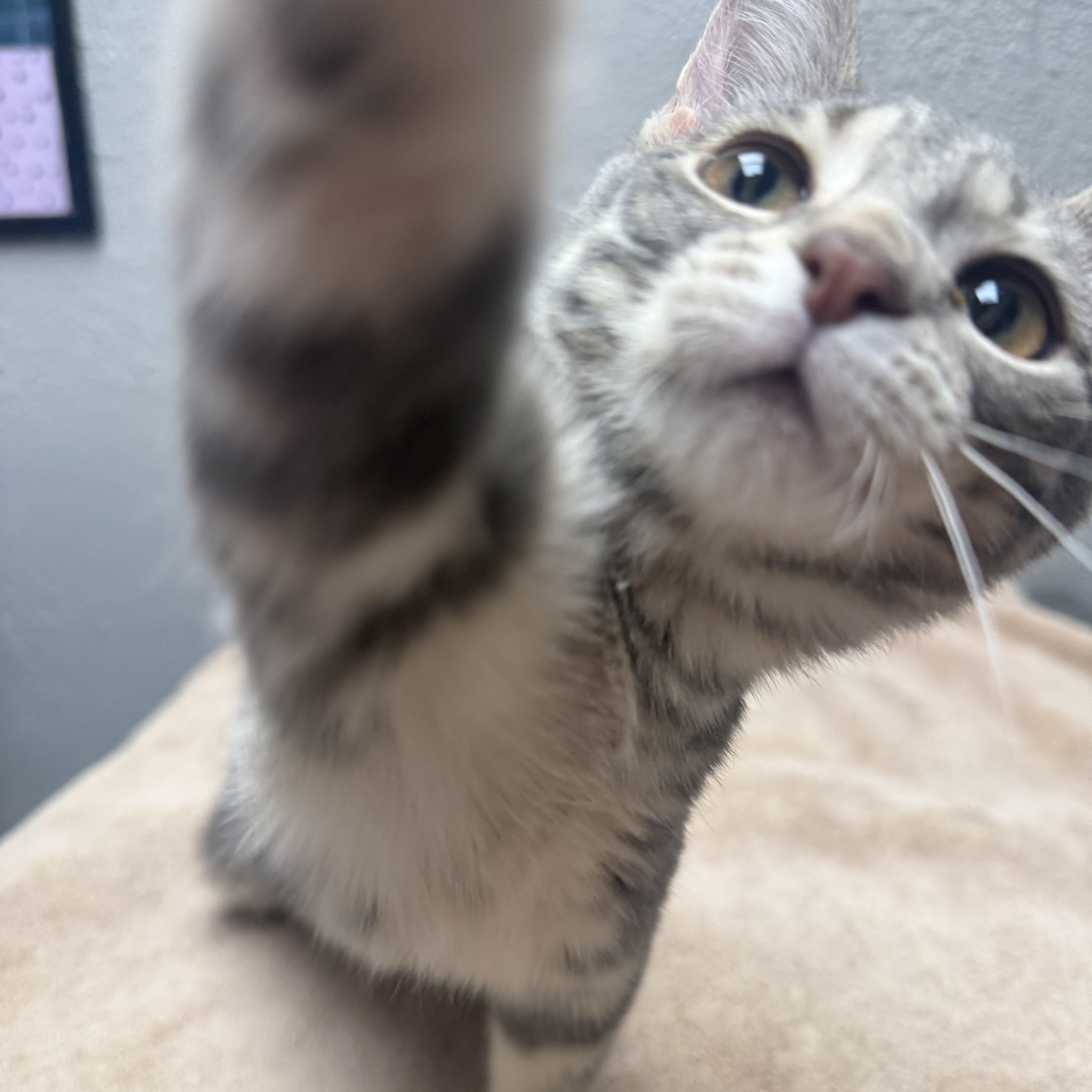 Enlarge Addison, a Adoptable Domestic Short Hair in Walker, MI image 5/6