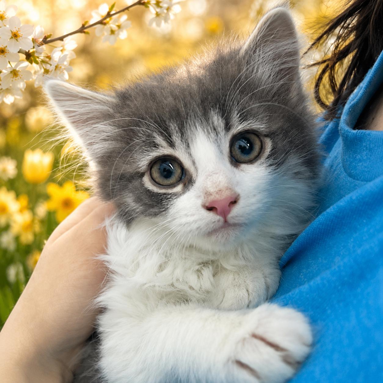 Crabby, ADOPTABLE, Young Male Domestic Long Hair.